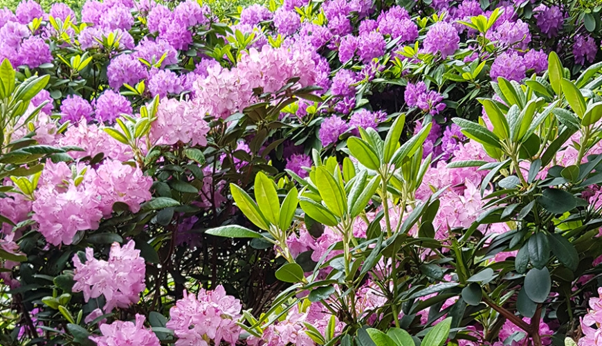 Rhododendronbusch