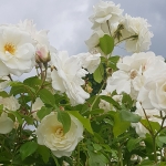 Rosengarten weiße Rosen